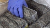 Cicak kering dibuat dalam kemasan sebelum dikirim ke Hong Kong. Masyarakat Hong Kong mempercayai cicak kering dapat menyembuhkan berbagai macam penyakit.