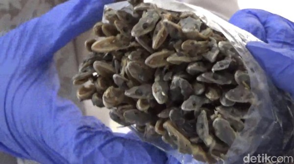 Cicak Kering asal Padang Tembus Pasar Hong Kong