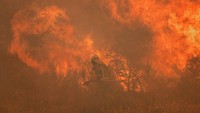 Besarnya kobaran api menghanguskan hampir 20.000 hektare lahan hutan.