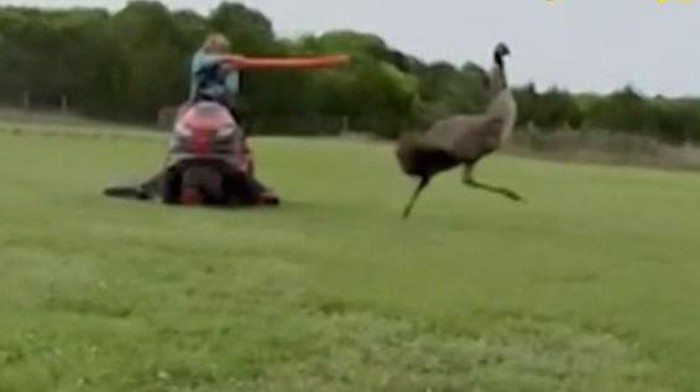 Dikejar Burung Emu