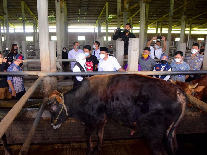 Gubernur Jatim, Khofifah Indar Parawansa saat di peternakan sidoarjo
