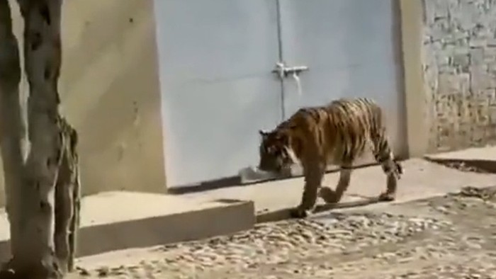 Harimau Keliaran di Meksiko