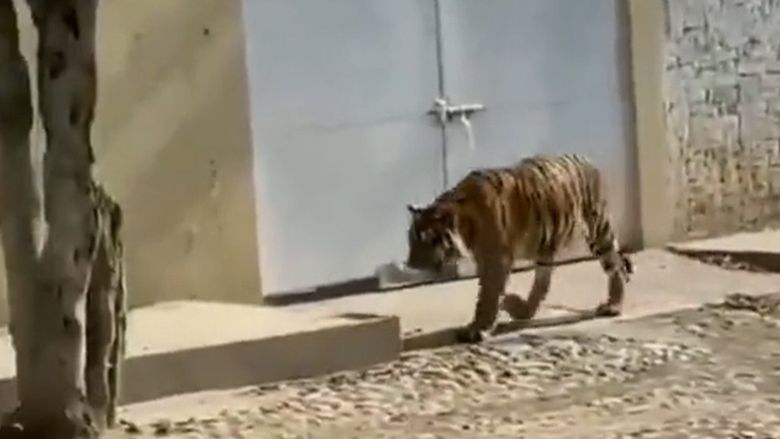 Harimau Keliaran di Meksiko Harimau Keliaran di Meksiko