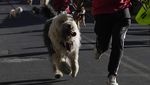 Intip Keseruan Perroton, Lari Maraton Bareng Anjing di Bolivia