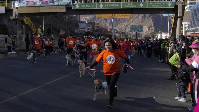 Intip Keseruan Perroton, Lari Maraton Bareng Anjing di Bolivia Perroton jadi salah satu kegiatan unik nan menarik yang ada di Bolivia. Di kegiatan itu peserta bisa lari maraton bareng anjing peliharaan lho. Ini fotonya.