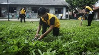Rumput yang tumbuh liar di halaman gereja juga dipotong.
