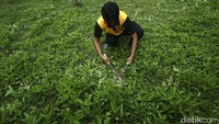 Rumput sekitar gereja yang cukup tinggi juga dipangkas oleh anggota Polri.