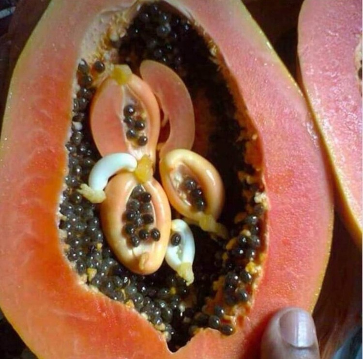 Kejutan di Alam