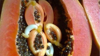 Pepaya dalam pepaya. Foto: Reddit via Brightside