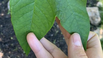 Daun bercabang. Foto: Reddit via Brightside