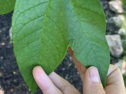 Begini Alam Mengejutkan Kita dengan Cara Tak Terduga