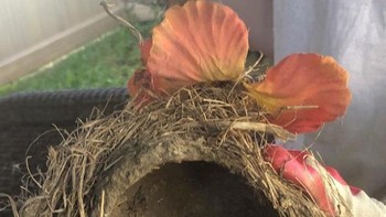 Sangkar burung. Foto: Reddit via Brightside