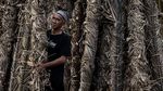 Begini Nih Persiapan Perang Obor di Jepara, Sibuk dan Ramai