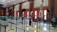 Ayam hias berekor panjang, dalam kontes yang digelar di Kota Blitar/Foto: Erliana Riady/detikJatim
