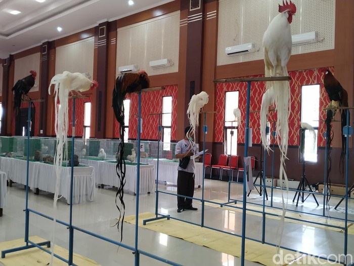 Kontes ayam hias digelar di Kota Blitar pada Minggu (19/6/2022. Kontes diikuti 280 peserta yang datang dari Makassar, Batam, Aceh, Padang, Bandung, Jogja dan Surabaya.