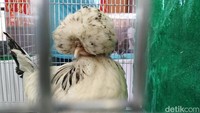 Ayam hias dengan kepala penuh jambul, dalam kontes yang digelar di Kota Blitar/Foto: Erliana Riady/detikJatim