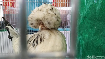 Saat Ratusan Ayam Hias Adu Kecantikan di Kota Blitar