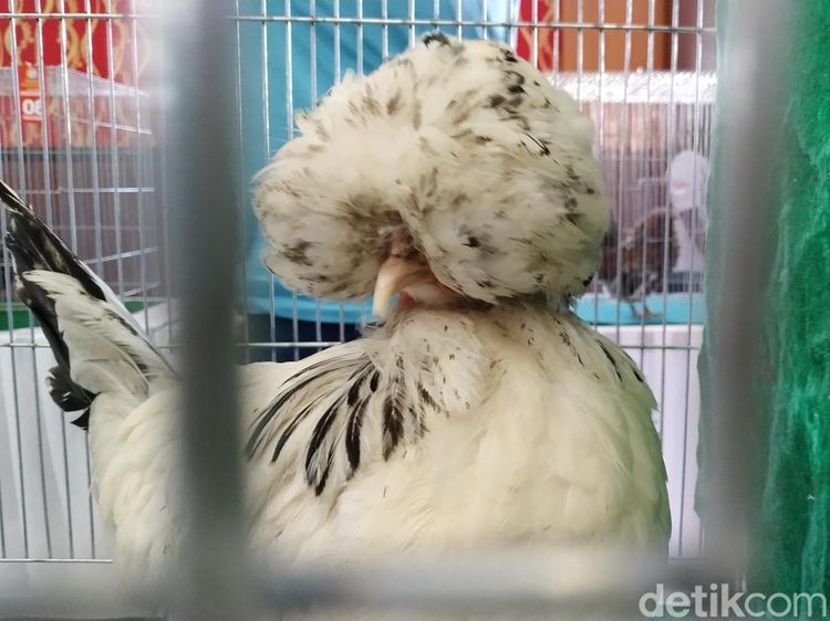 Saat Ratusan Ayam Hias Adu Kecantikan di Kota Blitar
