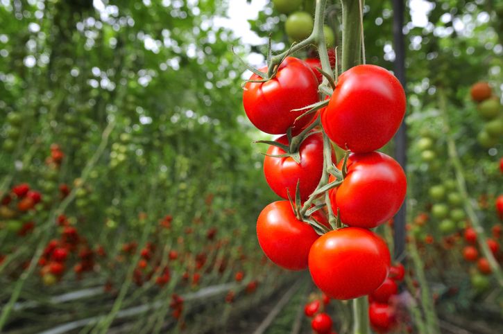 Ingin Mengandung Anak Laki-laki? Rutinlah Konsumsi 7 Makanan Ini
