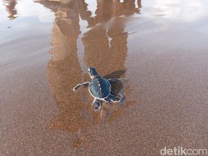 Kondisi Memprihatinkan Penangkaran Penyu di Pulau Trisik Kulon Progo