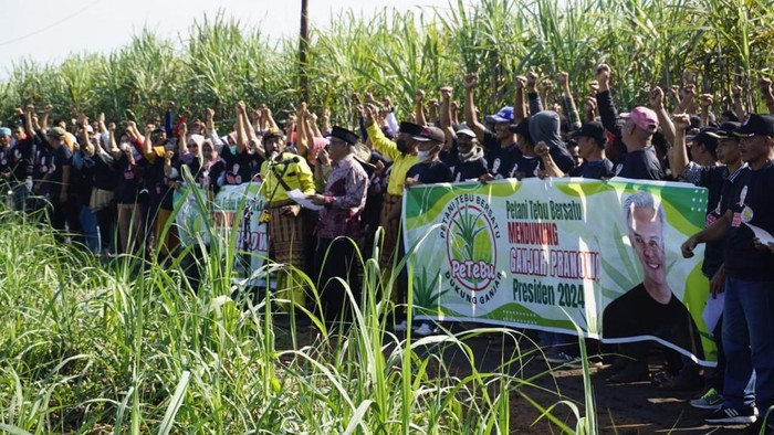 Petani tebu