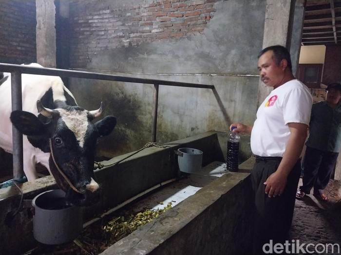 Peternak di Pujon memberikan ramuan herbal ke sapi perahnya