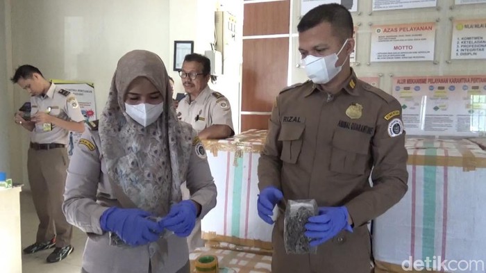 Petugas balai karantina saat memperlihatkan cicak kering yang akan diekspor ke Hong Kong.