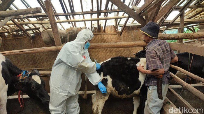 Petugas Dispernakan KBB Vaksinasi Sapi di Lembang
