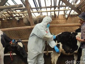 Virus LSD Menggila, 18 Ekor Sapi di KBB Terpapar
