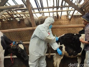Virus LSD Menggila, 18 Ekor Sapi di KBB Terpapar
