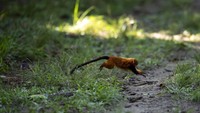 Sekarang sebuah organisasi mempromosikan pariwisata di hutan Atlantik Rio de Janeiro untuk mendukung konservasi spesies. Mengunjungi taman juga membantu menyelamatkan monyet yang terancam punah karena semua uang dari tur akan dikembalikan ke program konservasi spesies.