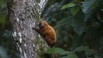 Potret Tamarin, Si Monyet Kecil yang Terancam Punah di Brasil