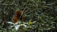 Tamarin singa emas adalah primata kecil berwarna oranye yang selama beberapa dekade terancam punah. Hewan ini menjadi simbol pelestarian satwa liar di Brasil dan sekitarnya.