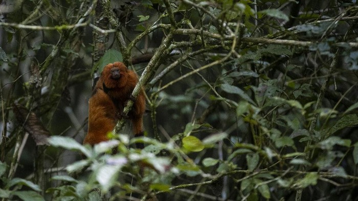 Potret Tamarin Singa Emas, Si Monyet Kecil yang Terancam Punah A group of golden lion tamarins is seen in a tree during an observation tour at a private partner property of the golden lion tamarin ecological park, in the Atlantic Forest region of Silva Jardim, Rio de Janeiro state, Brazil, Thursday, June 16, 2022. The park is part of the golden lion tamarin association's effort for the conservation of the endangered species. (AP Photo/Bruna Prado)