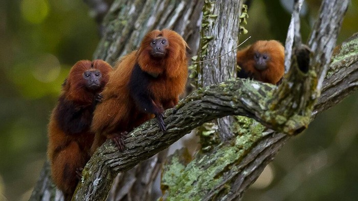 A group of golden lion tamarins is seen in a tree during an observation tour at a private partner property of the golden lion tamarin ecological park, in the Atlantic Forest region of Silva Jardim, Rio de Janeiro state, Brazil, Thursday, June 16, 2022. The park is part of the golden lion tamarin association's effort for the conservation of the endangered species. (AP Photo/Bruna Prado)