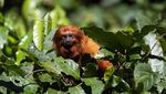 Potret Tamarin, Si Monyet Kecil yang Terancam Punah di Brasil