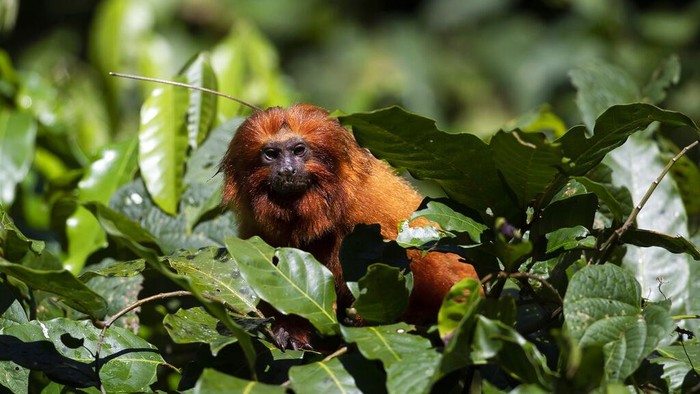 Potret Tamarin Singa Emas, Si Monyet Kecil yang Terancam Punah A group of golden lion tamarins is seen in a tree during an observation tour at a private partner property of the golden lion tamarin ecological park, in the Atlantic Forest region of Silva Jardim, Rio de Janeiro state, Brazil, Thursday, June 16, 2022. The park is part of the golden lion tamarin association's effort for the conservation of the endangered species. (AP Photo/Bruna Prado)