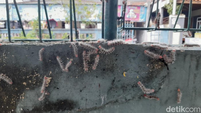 Ribuan ulat bulu ditemukan di SD Negeri Bantarkemang 1, Kota Bogor. Pihak sekolah pun memindahkan proses belajar mengajar ke ruangan lain agar. (M Sholihin/detikcom)