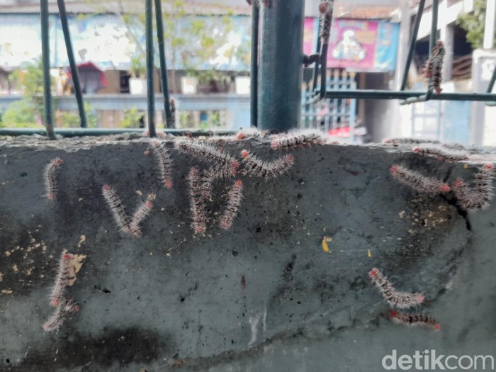 Ribuan ulat bulu ditemukan di SD Negeri Bantarkemang 1, Kota Bogor. Pihak sekolah pun memindahkan proses belajar mengajar ke ruangan lain agar. (M Sholihin/detikcom)