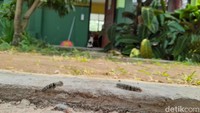 Ulat bulu itu terlihat merayap di dinding, teralis besi pagar gerbang sekolah, hingga pintu ruang kelas (M Sholihin/detikcom)