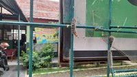 Ulat berkepala merah dan memiliki bulu panjang (M Sholihin/detikcom)