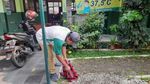 Penampakan Ulat Bulu Serang SD di Kota Bogor