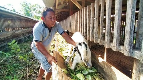 Salah satu pengelola pengepul kambing di Jembrana, Bali, Senin (20/6/2022).