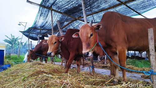 Sapi milik perternak di Gresik