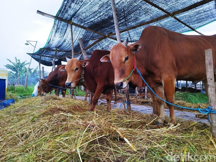 Sapi milik perternak di Gresik