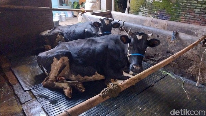 PMK Serang Ternak di Malang, 1.000 Vaksin Disiapkan