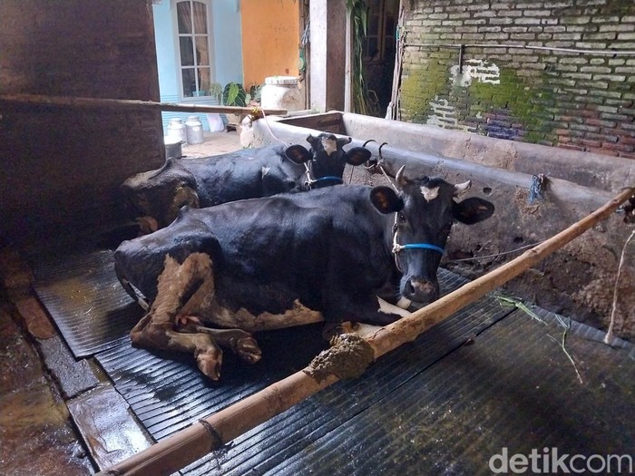Sapi perah di Malang terpapar PMK