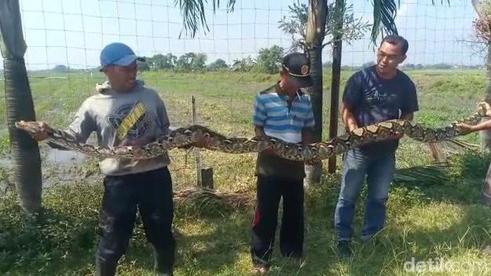 Ular Sanca Kembang sebesar tiang listrik di Mojokerto