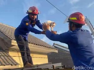 Kucing Terjebak di Atap Rumah, Damkar Trenggalek Terjunkan Tim Penyelamat