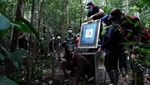 Anjas hingga Cemong, 5 Orang Utan Dilepasliarkan di Hutan Kalteng